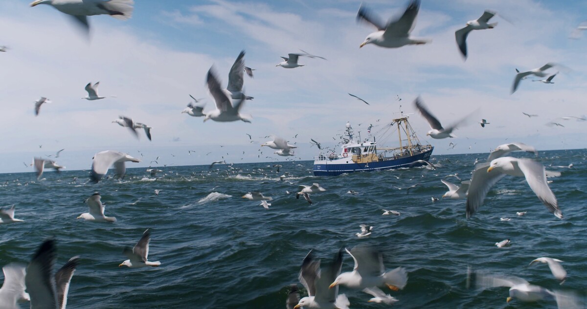 Meeuwen schreeuwen in het weekend